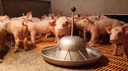 경기 양주 또 돼지열병 의심 신고…확진 땐 10번째 발병
