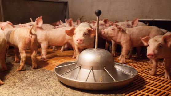 경기 양주 또 돼지열병 의심 신고…확진 땐 10번째 발병