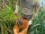칠발도에서 번식하는 바닷새들이 둥지를 틀고 먹이를 찾기 좋은 &#39;밀사초&#39;를 미리 3년간 길러놓았다가 칠발도에 옮겨 심었다. [사진 국립공원공단]