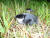 칠발도에서 발견된 새끼 바다쇠오리. 멸종위기등급 &#39;관심대상&#39; 종이다. [사진 국립공원공단]
