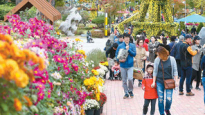 [출범 70주년 도약하는 대전] 꽃, 빛, 온천 테마로 더 풍성해진 '국화 전시회'에서 가을을 만나요