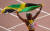 셸리 앤 프레이저-프라이스가 국기를 들고 트랙을 돌고 있다. 자메이카는 육상 강국이다. [REUTERS=연합뉴스]