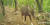 가평 연인산 도립공원 무인센서 카메라에 촬영된 산양 모습. [사진 경기도=뉴시스]