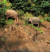5일(현지시간) 태국 중부 카오야이 국립공원 내 해우 나록 폭포 중간 부근의 절벽에 코끼리 2마리가 고립돼 있다. [태국 국립공원·야생동식물보호부(DNP) 홈페이지 캡처]