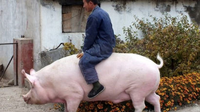 현실판 '옥자'…中 돼지열병 해법은 500kg '자이언트 돼지'