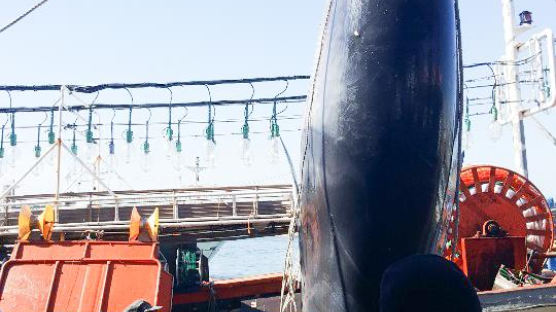 울진 앞바다서 죽은 밍크고래 발견…7200만원에 거래