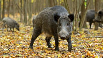 환경부 "DMZ 남쪽 멧돼지에서는 돼지열병 바이러스 불검출"