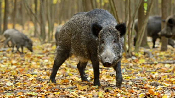 환경부 "DMZ 남쪽 멧돼지에서는 돼지열병 바이러스 불검출"