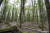 마운트 어스파이어링 국립공원 초입의 숲. 이끼를 뒤집어쓴 너도밤나무가 빽빽하다. 백종현 기자