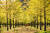 삼봉약수 자연휴양림 인근에 자리한 홍천 은행나무숲. 10월 한 달 만 개방한다. [중앙포토]