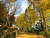 베어트리파크의 단풍낙엽 산책길. 10월 12일부터 11월 10일까지만 개방하는 비밀스러운 길이다. [사진 베어트리파크]