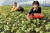 충남 금산군 추부면의 한 농가에서 주민들이 깻잎을 수확하고 있다. [중앙포토]