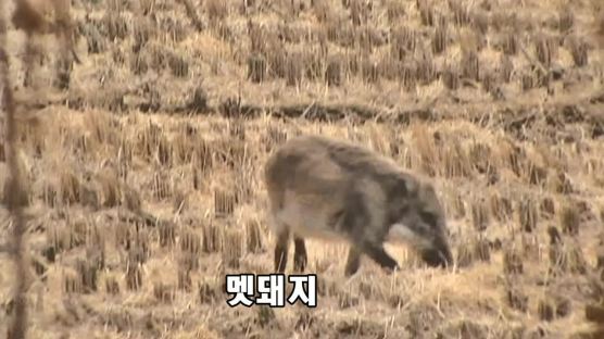 민통선은 야생 멧돼지 천국인데…바이러스 잇단 검출에 비상