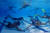 AFP는 동남아시아 수중하키 대회를 앞두고 인도네시아 남자 수중하키팀 선수들이 지난달 25일 자카르타 세나얀 아쿠아틱센터에서 훈련하는 모습을 26일(현지시간) 보도했다. [AFP=연합뉴스]
