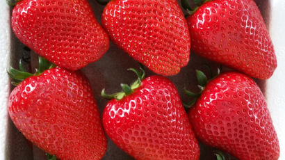 극일(克日) 농산물 대명사 딸기, 비타민C 많은 신품종 또 나왔다
