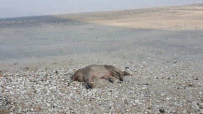 고창 해안가서 멧돼지 사체 발견…돼지열병 연관성 검사