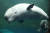 흰돌고래 벨루가. [연합뉴스]