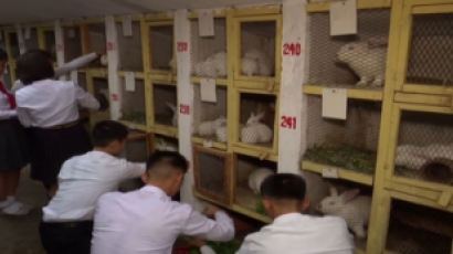 “사상적으로 달라붙어라”…북한이 토끼사육 권장하는 까닭은