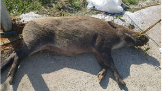 민통선 남쪽 3㎞까지 내려왔다···멧돼지 폐사체 돼지열병 검출