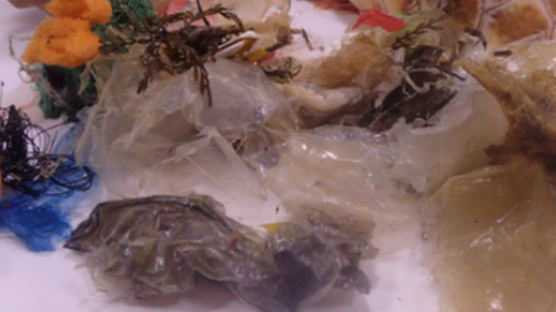 방사 열흘만에 폐사한 바다거북…뱃속엔 200점 넘는 해양쓰레기