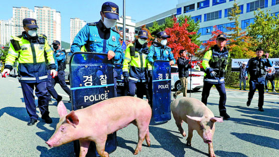 [한 컷] 돼지를 막아라