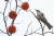 23일 오후 대구 북구 금호동의 한 농가 감나무에서 직박구리가 탐스럽게 익은 감을 노리고 있다. [뉴스1]