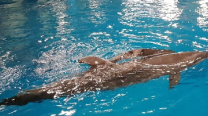 울산 고래생태체험관서 태어난 새끼 돌고래 폐사