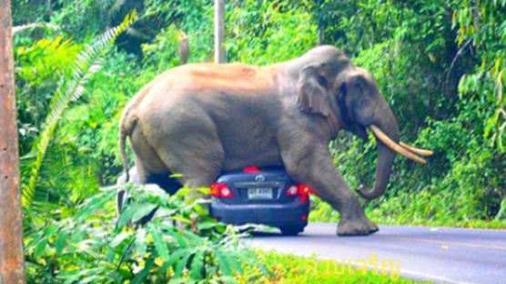 태국 국립공원 코끼리의 공격…도로 위 차량 깔고 엎드려 