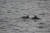 바다로 돌아온 춘삼이가 새끼 돌고래와 함께 있는 모습. [핫핑크돌핀스]
