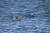 약 120마리 남은 제주 남방큰돌고래는 세계에서 가장 작은 무리를 이루고 있다. [핫핑크돌핀스]
