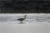 지난해 5월 7일 제주도 종달리에서 발견된 흑로. 황새목 왜가리과의 새로, 흰색 백로의 검정색 버전이다.우리나라에서는 남쪽 해안가에서 주로 발견된다.[사진 전북대 주용기 전임연구원]