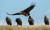 파주시 장단반도 DMZ 내 독수리 서식지에 날아든 독수리. [중앙포토]