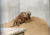 백두산호랑이, 한국호랑이라 불리는 순수혈통의 시베리아 아기 호랑이. 현재 국내에서 보호 중인 한국호랑이는 7개 동물원에 51마리가 있다. [사진 서울시]