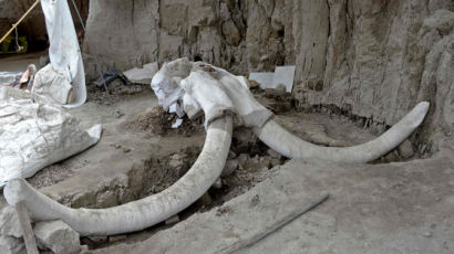 [서소문사진관] 덫에 빠져 도살된 14마리 매머드 뼈, 멕시코서 발굴돼