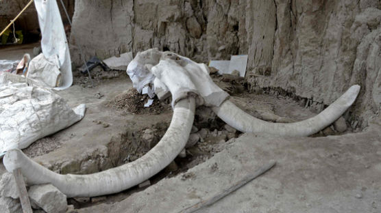[서소문사진관] 덫에 빠져 도살된 14마리 매머드 뼈, 멕시코서 발굴돼