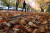 절기상 입동(立冬)을 하루 앞둔 7일 서울 영등포구에서 한 시민이 낙엽길을 걷고 있다. [연합뉴스]
