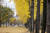 경의선숲길. 가좌역 구간은 이맘때 은행나무가 한창 멋을 부린다. [사진 서울관광재단]