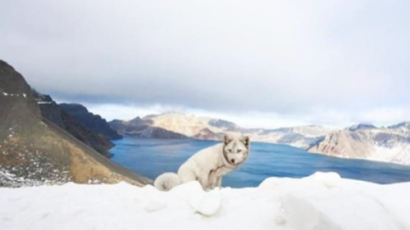눈덮인 백두산서 발견된 흰색 여우…"사람 보고도 도망 안가"