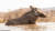 야생동물 사진작가 게리 존스가 지난달 남아프리카공화국 콰줄루 나탈의 한 사설 보호구역에서 여행하던 중 촬영한 혹멧돼지. 흙 목욕하는 모습. [인터넷 캡쳐]