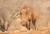 야생동물 사진작가 게리 존스가 지난달 남아프리카공화국 콰줄루 나탈의 한 사설 보호구역에서 여행하던 중 촬영한 새끼 혹멧돼지. [인터넷 캡쳐]
