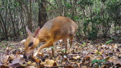베트남 열대림서 ‘쥐 사슴’ 30년 만에 발견…“꼬마사슴과 포유류”