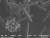 산화 아연나노입자-[C60]풀러렌 나노휘스커 콤포지트 주사전자현미경 이미지.