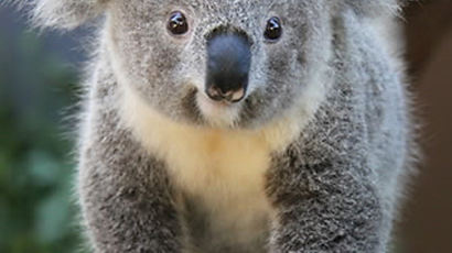 ‘호주 상징’ 코알라, 성병 확산으로 멸종 위기