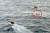 19일 오전 제주 차귀도 서쪽 해상에서 어선에서 화재가 발생해 전소됐다. 사진 빨간 원안은 전소 침몰한 어선 모습. [뉴스1]