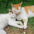 지난 7월 잔혹하게 살해된 고양이 자두(왼쪽)의 생전 모습. [사진 인스타그램 캡처]