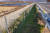 경기도 연천군 적성면 율포리 국도37호선 구간에 설치된 광역울타리. [사진 환경부]