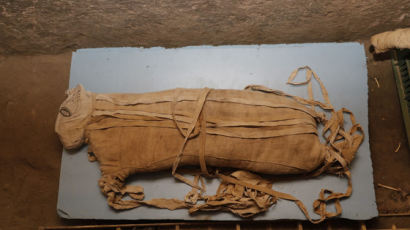 이집트 사카라 유적지서 ‘아기 사자’ 추정 미라 발굴