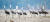 천연기념물 228호인 흑두루미가 순천만에서 겨울을 나는 모습. [중앙포토]
