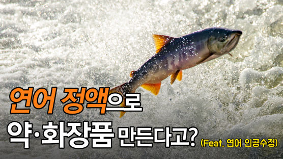 ‘박보검 안약’ 만든 BT기업, 양양 연어축제에 목맨다