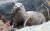 천연기념물 제330호이자 멸종위기 야생생물 1급인 어린 수달 한 마리가 28일 경남 함양군 상림공원 위천수에서 먹이활동을 하며 사냥한 메기를 입에 물고 있다. [사진 함양군청 김용만 주무관]